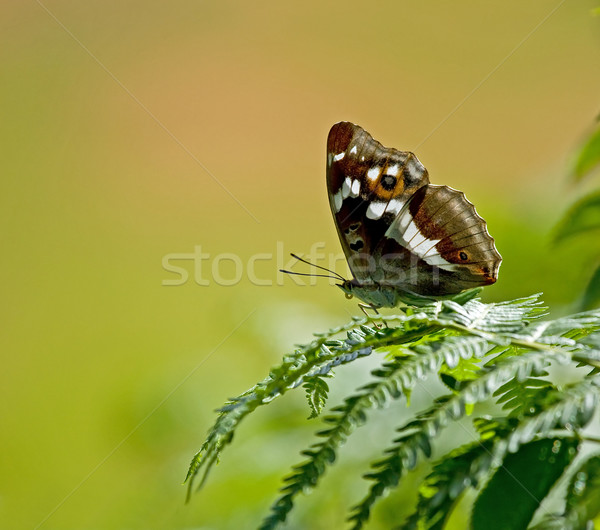Purple Emperor butterfly Stock photo © suerob