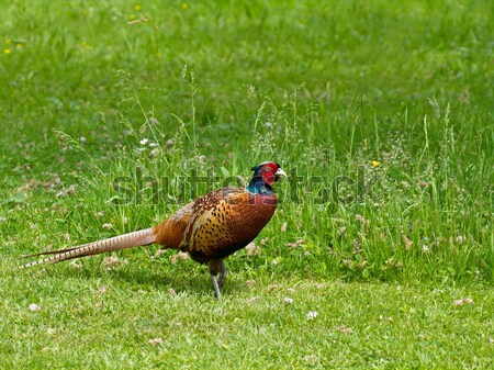 Masculino galo belo plumagem vermelho Foto stock © suerob