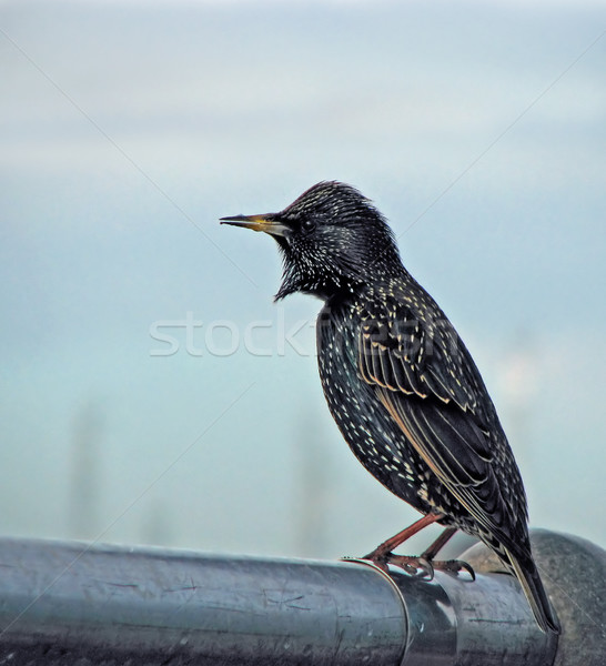 Common Starling Stock photo © suerob