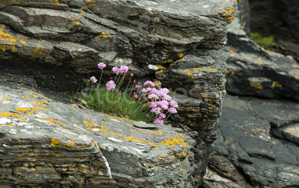 Sea Thrift Stock photo © suerob
