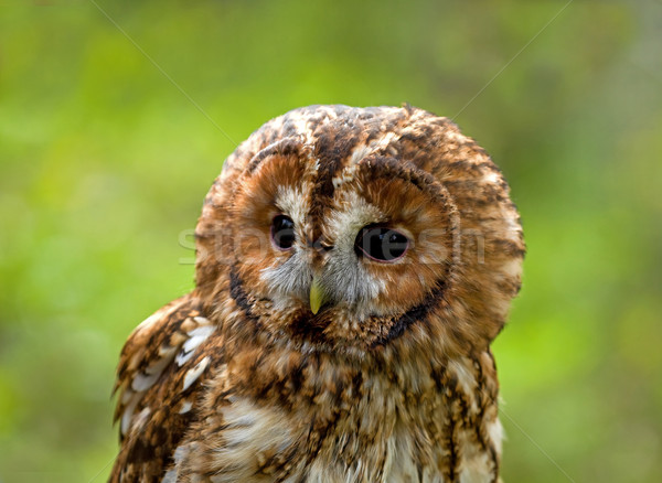 Tawny Owl head shot  Stock photo © suerob