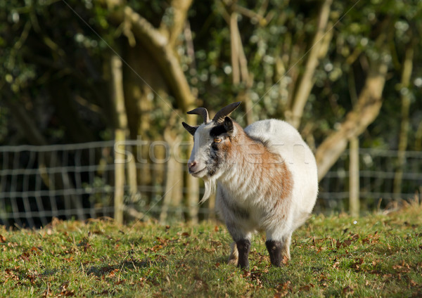 Long-haired Goat Stock photo © suerob