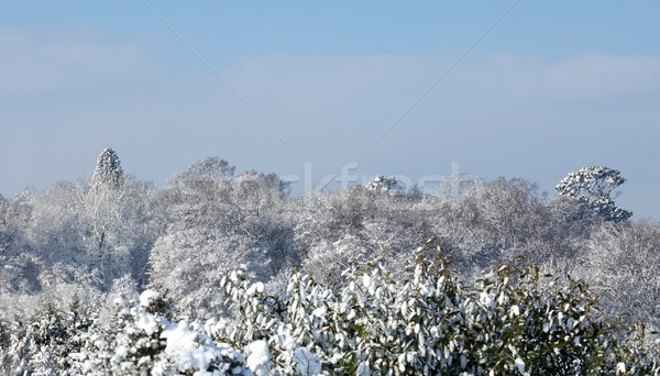 śniegu drzew Błękitne niebo charakter horyzoncie zimno Zdjęcia stock © suerob