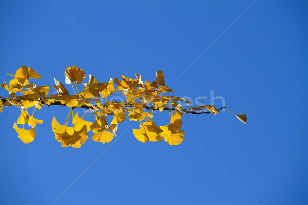 Stock photo: Ginkgo Biloba in Autumn