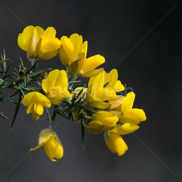 Yellow Gorse Flowers with Dark Background. Stock photo © suerob