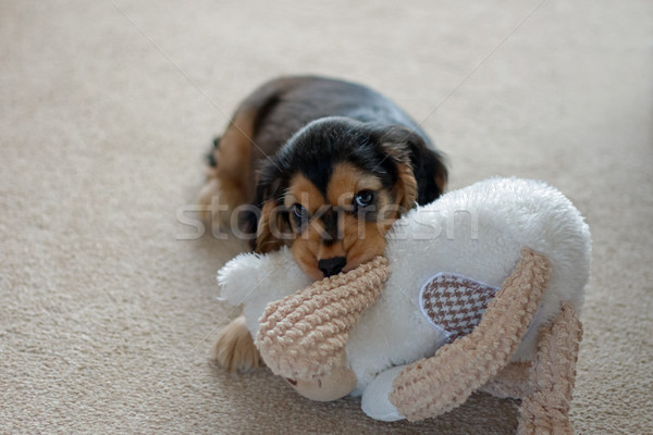 English Cocker Spaniel Puppy Stock photo © suerob