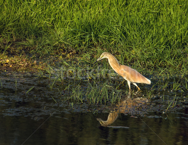 Squacco Heron Stock photo © suerob