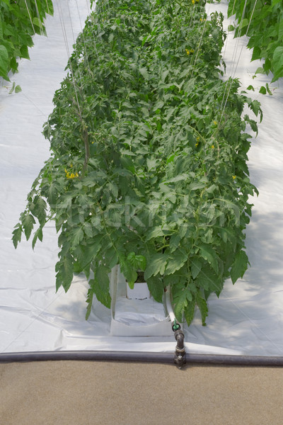 Tomate plantă sera alimente industrie agricultură Imagine de stoc © Suljo
