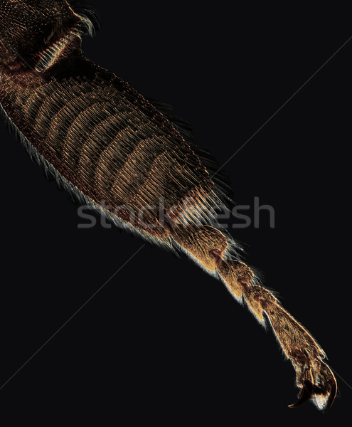 Abeja pierna contraste microscópico imagen Foto stock © Suljo