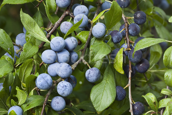 Prunus Spinosa Branch Stock photo © Suljo