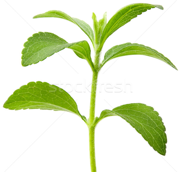 Stevia plant cutout Stock photo © Suljo