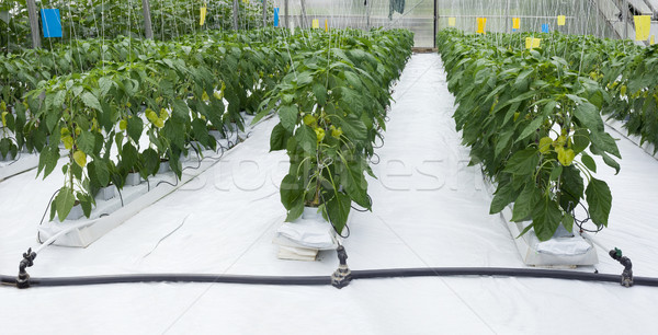 Pepper Plant Greenhouse Stock photo © Suljo