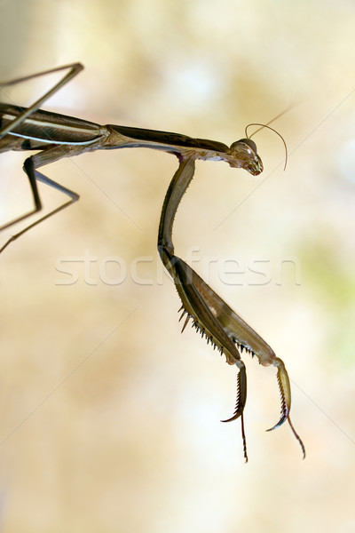 Brown mantis Stock photo © Suljo