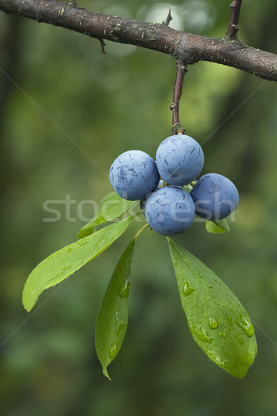 Prunus Spinosa Stock photo © Suljo