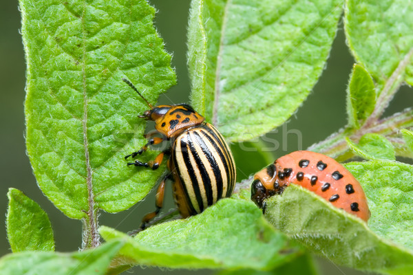 Colorado aardappel kever blad dier insect Stockfoto © Suljo