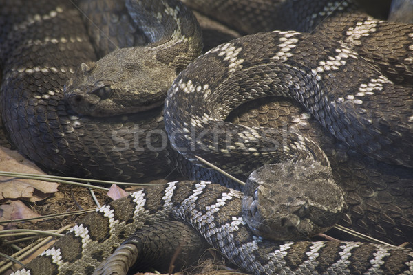 [[stock_photo]]: Arizona · noir · animaux · reptile