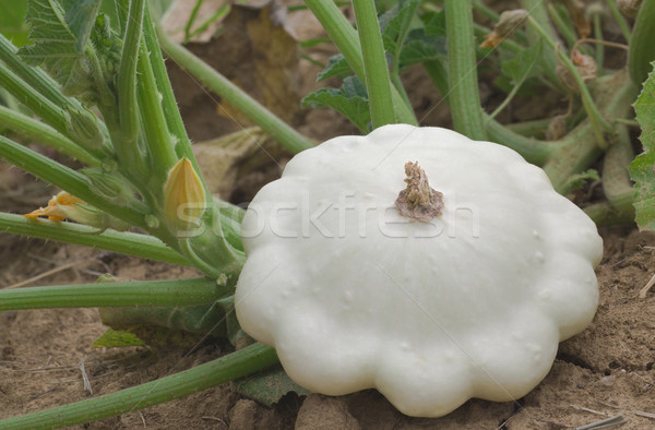 Stockfoto: Witte · squash · rijp · tuin · landbouw