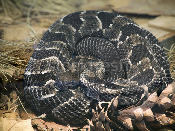 Hout slang schalen gevaarlijk reptiel Stockfoto © Suljo