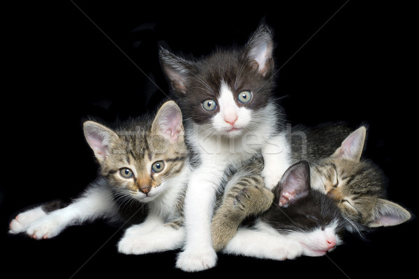 Fiatal házi macskák kivágás négy izolált Stock fotó © Suljo