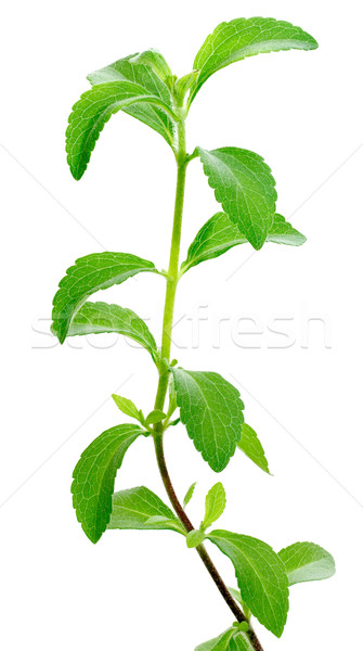 Stevia plant Stock photo © Suljo