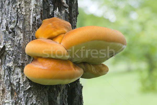 Shelf Fungus on the Tree Stock photo © Suljo