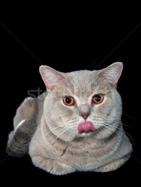 Stock foto: Zunge · spöttisch · grau · britisch · Katze · Kurzhaar