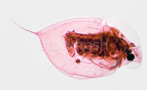 Water Flea Daphina Stock photo © Suljo