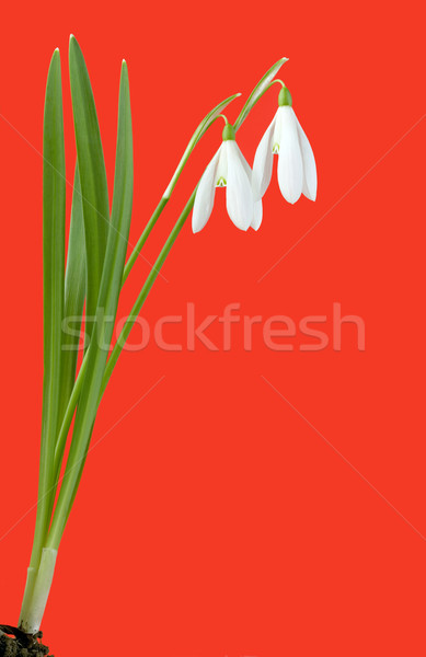 Snowdrops Stock photo © Suljo