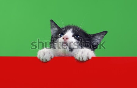 Negru alb pisica domestica verde roşu pisică Imagine de stoc © Suljo
