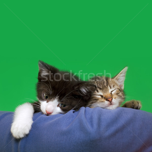 Dos nacional gatos espacio de la copia texto cara Foto stock © Suljo