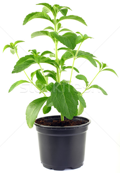 Stevia Rebaudiana Plant CutOut Stock photo © Suljo