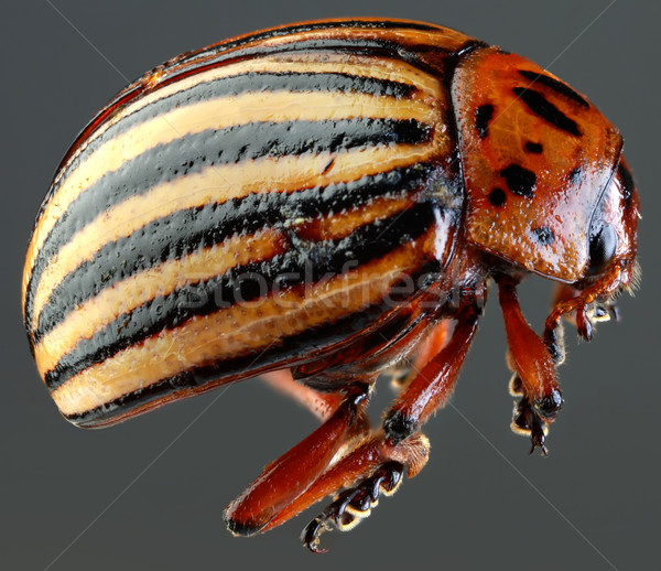 Colorado Beetle Macro Cutout Stock photo © Suljo