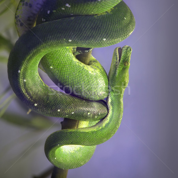 Arbre vert vert serpent tropicales animal faune [[stock_photo]] © Suljo