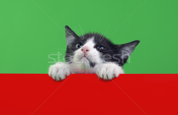Pequeno gato doméstico isolado verde vermelho Foto stock © Suljo