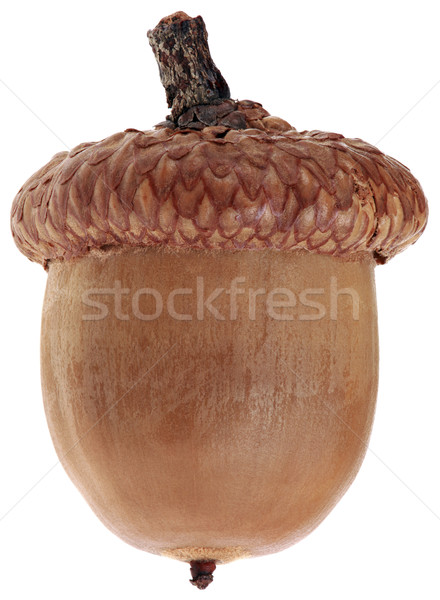 One Ripe Dry Acorn Cutout Stock photo © Suljo