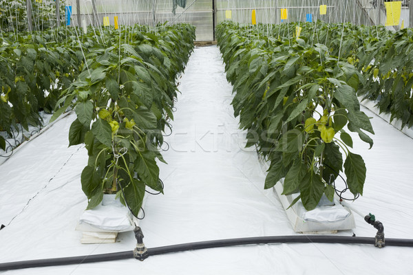 Effet de serre vert poivrons jardin industrie usine [[stock_photo]] © Suljo