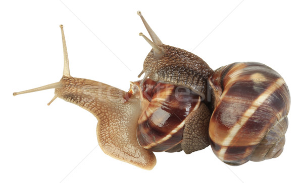 Snails Mating Stock photo © Suljo