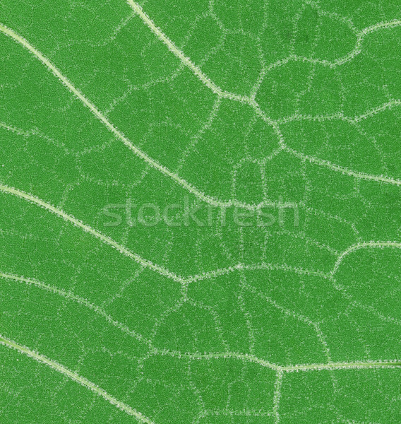 Feuille verte macro faible échelle texture Photo stock © Suljo