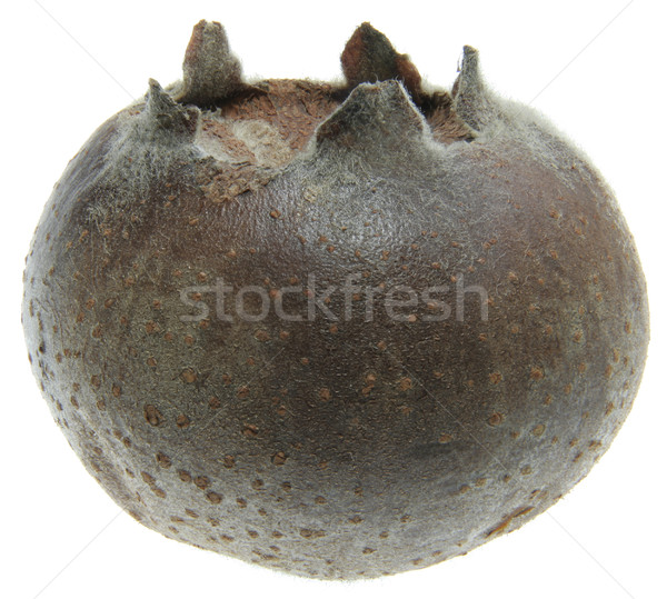 Medlar Stock photo © Suljo