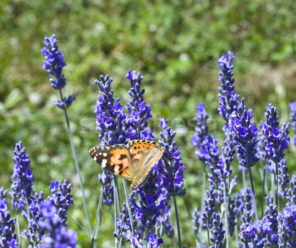 Lavander Flower Polination Stock photo © Suljo