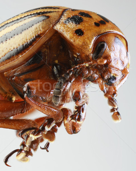 Colorado Beetle Macro Stock photo © Suljo