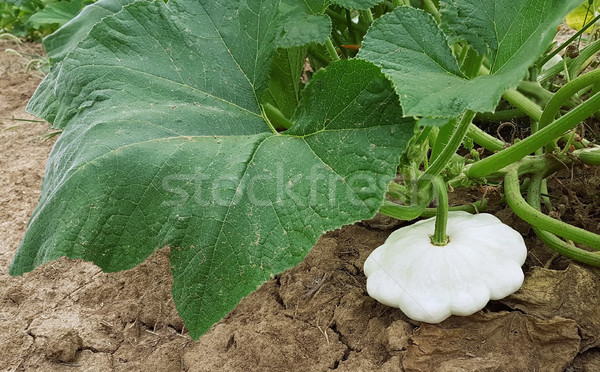 белый сквош зрелый саду сельского хозяйства Сток-фото © Suljo