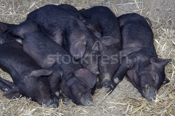 Stock photo: Black Pigs