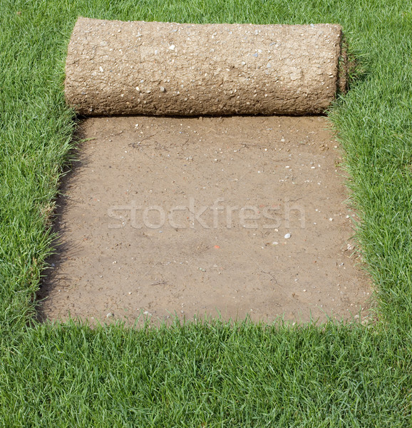 Grass Carpet Cover Stock photo © Suljo