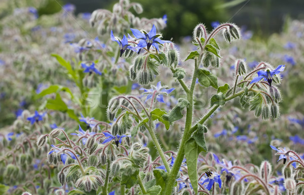 Borago Officinalis Plant Stock photo © Suljo