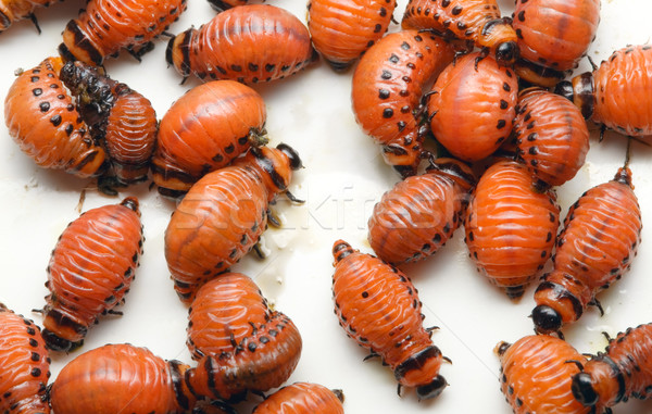 Potato Beetle Larva Stock photo © Suljo