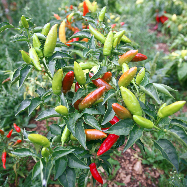 Peppers Stock photo © Suljo