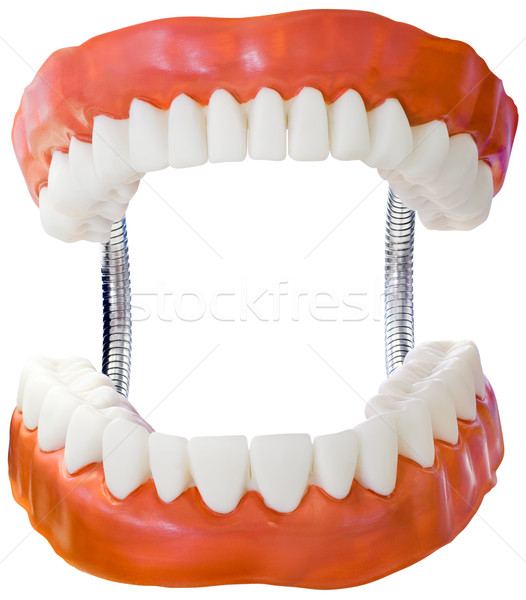 Denture Model Cutout Stock photo © Suljo