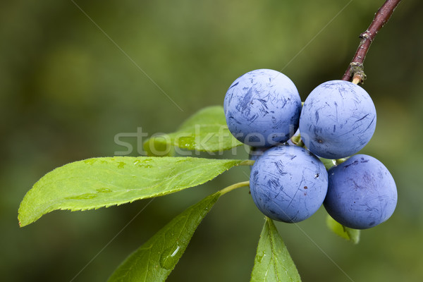 Prunus Spinosa Stock photo © Suljo