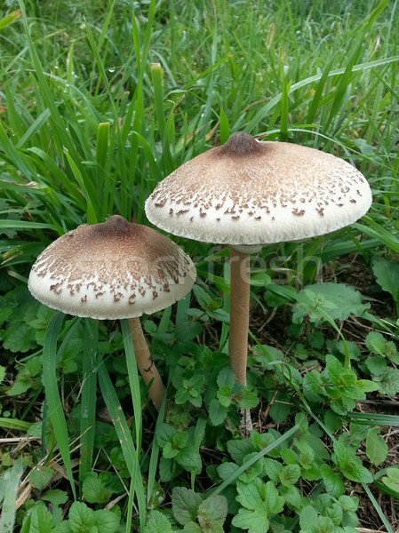 二 陽傘 蘑菇 蘑菇 草地 新鮮 商業照片 © Suljo